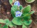 Plantain Wishbone Flower